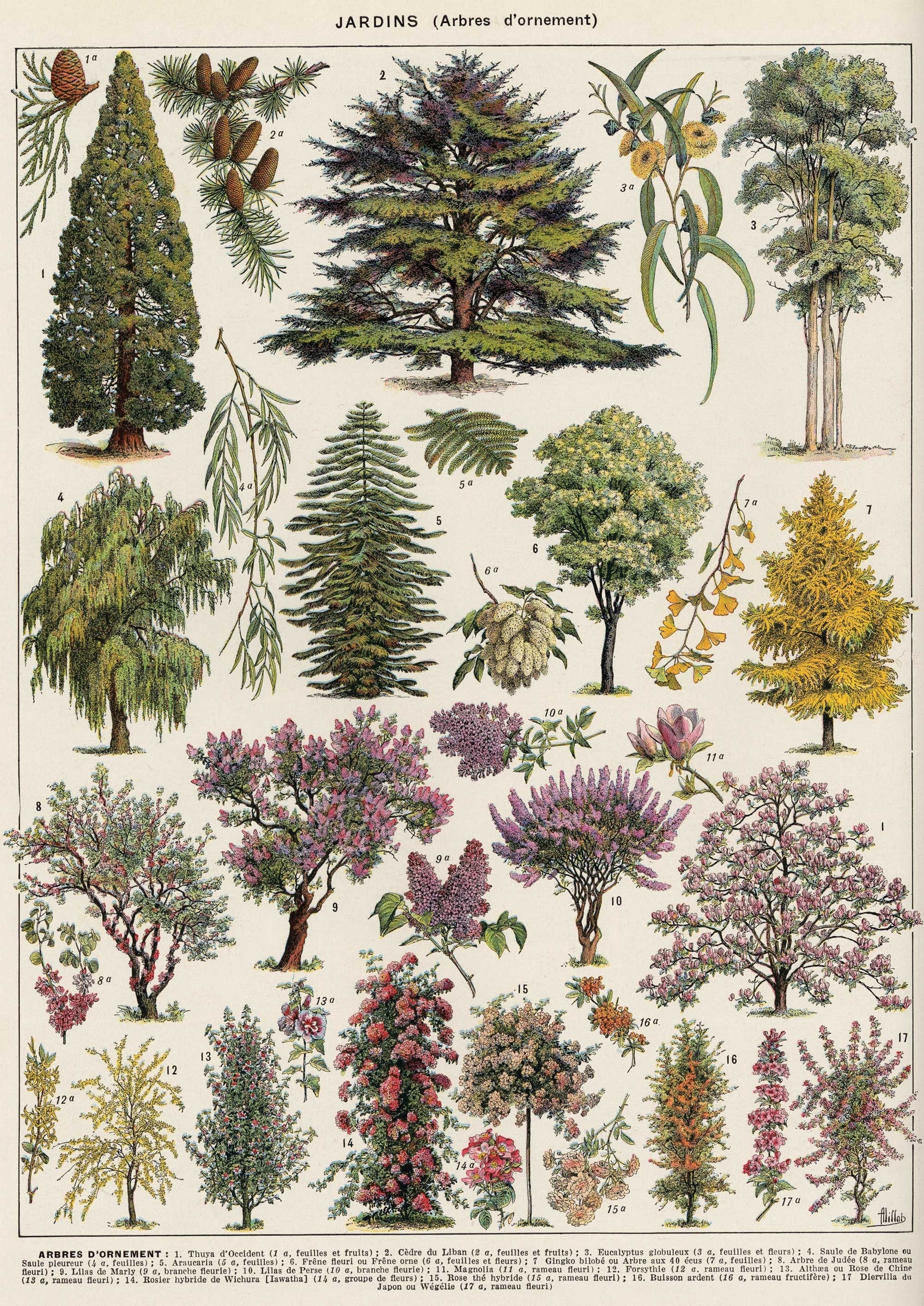 Tree Species - Hartsholme Prints