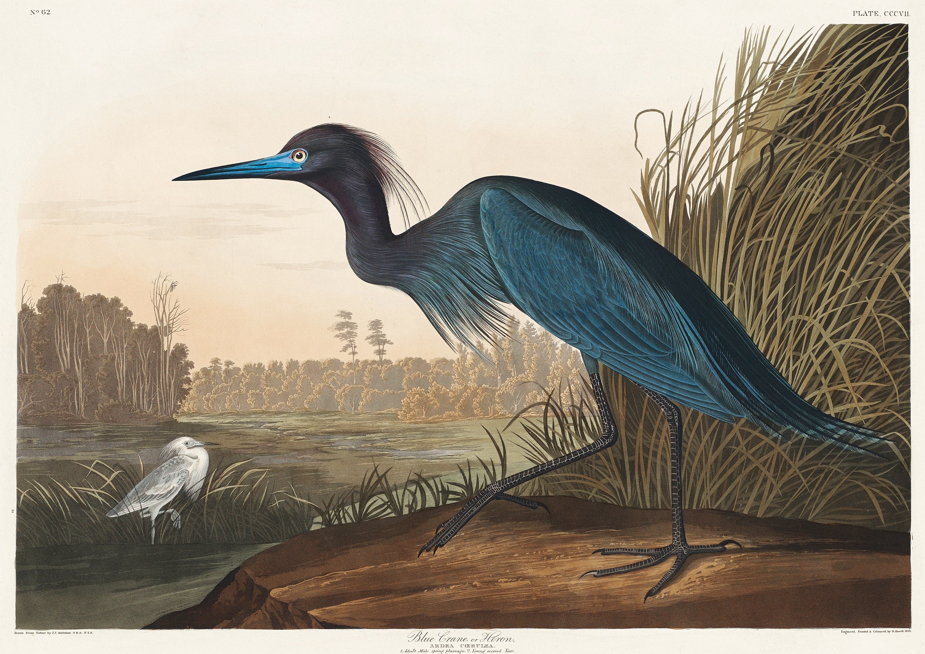 Victorian Blue Crane - Hartsholme Prints