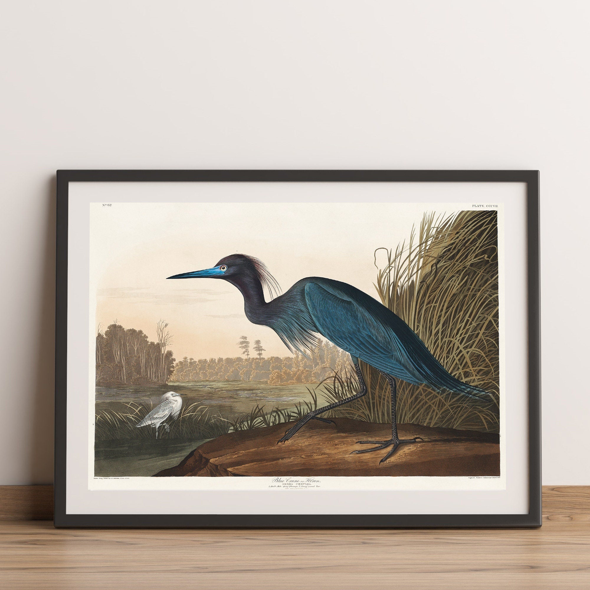 Victorian Blue Crane - Hartsholme Prints