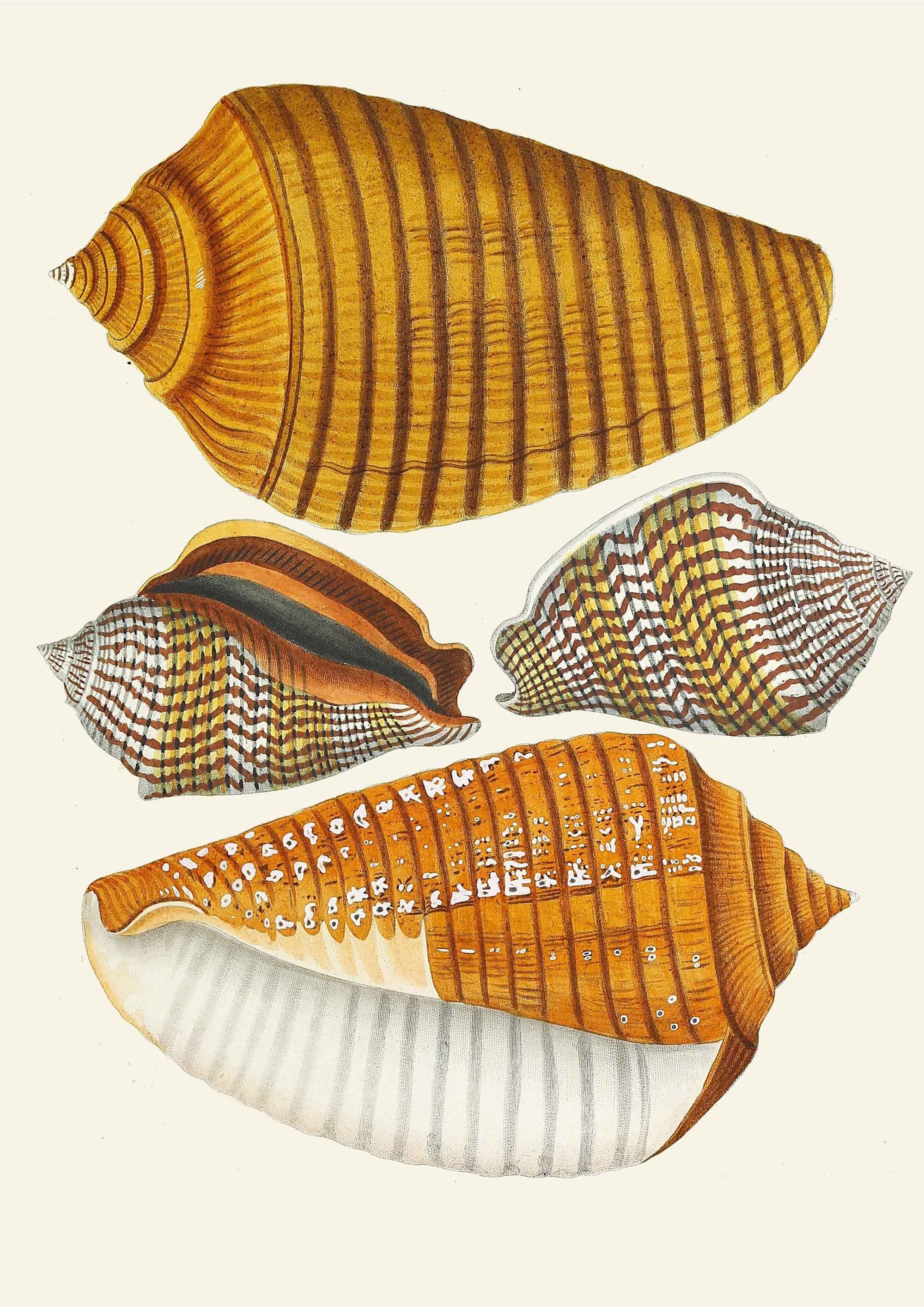 Vintage Sea shell Snail Print - Hartsholme Prints