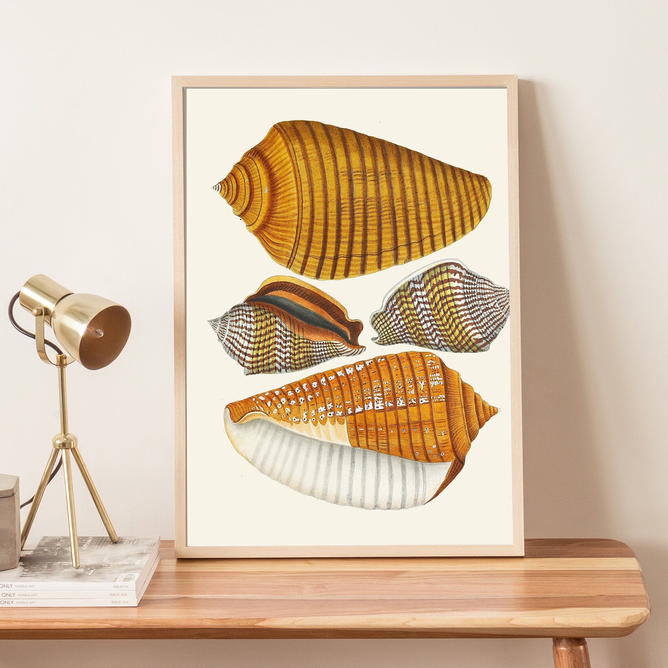 Vintage Sea shell Snail Print - Hartsholme Prints