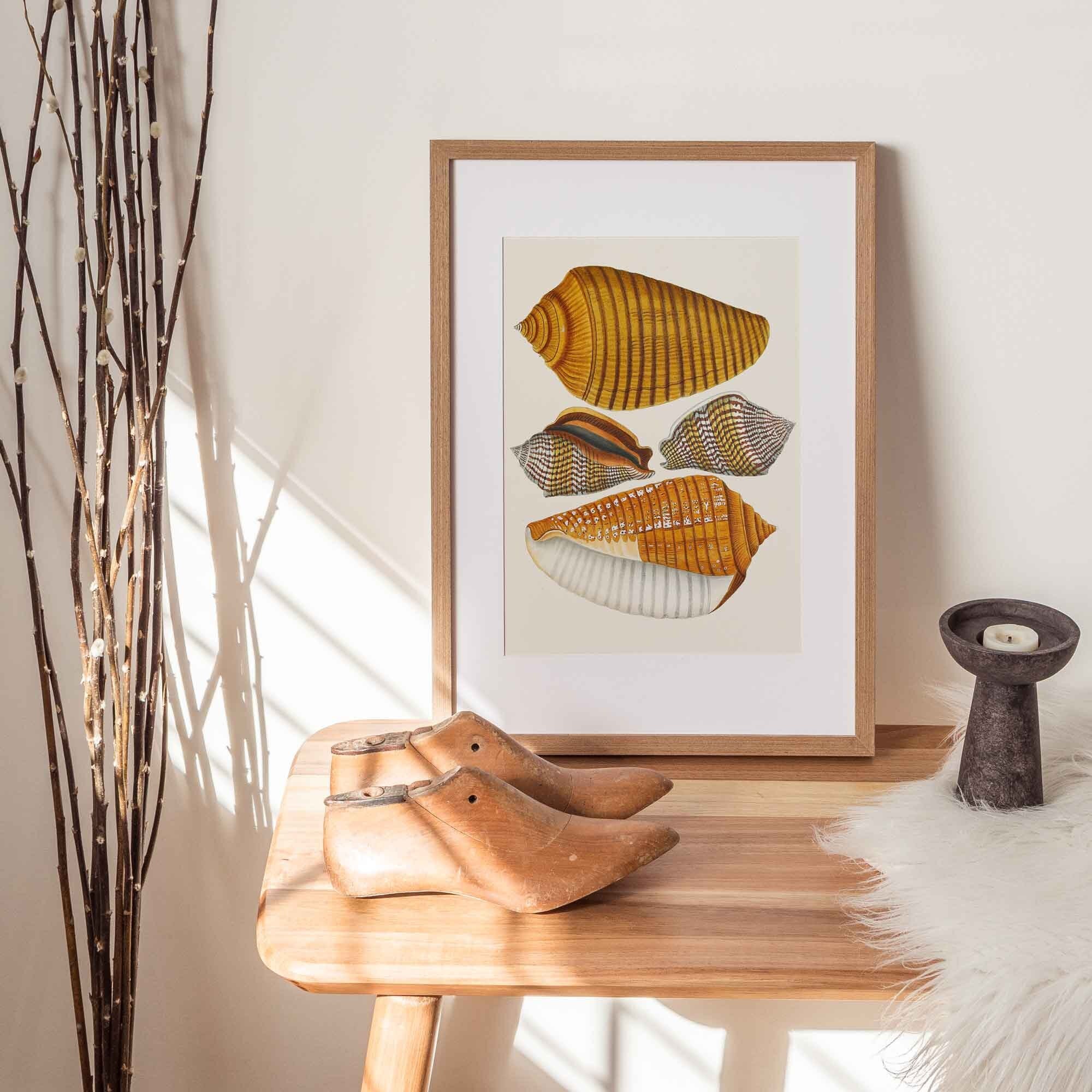 Vintage Sea shell Snail Print - Hartsholme Prints