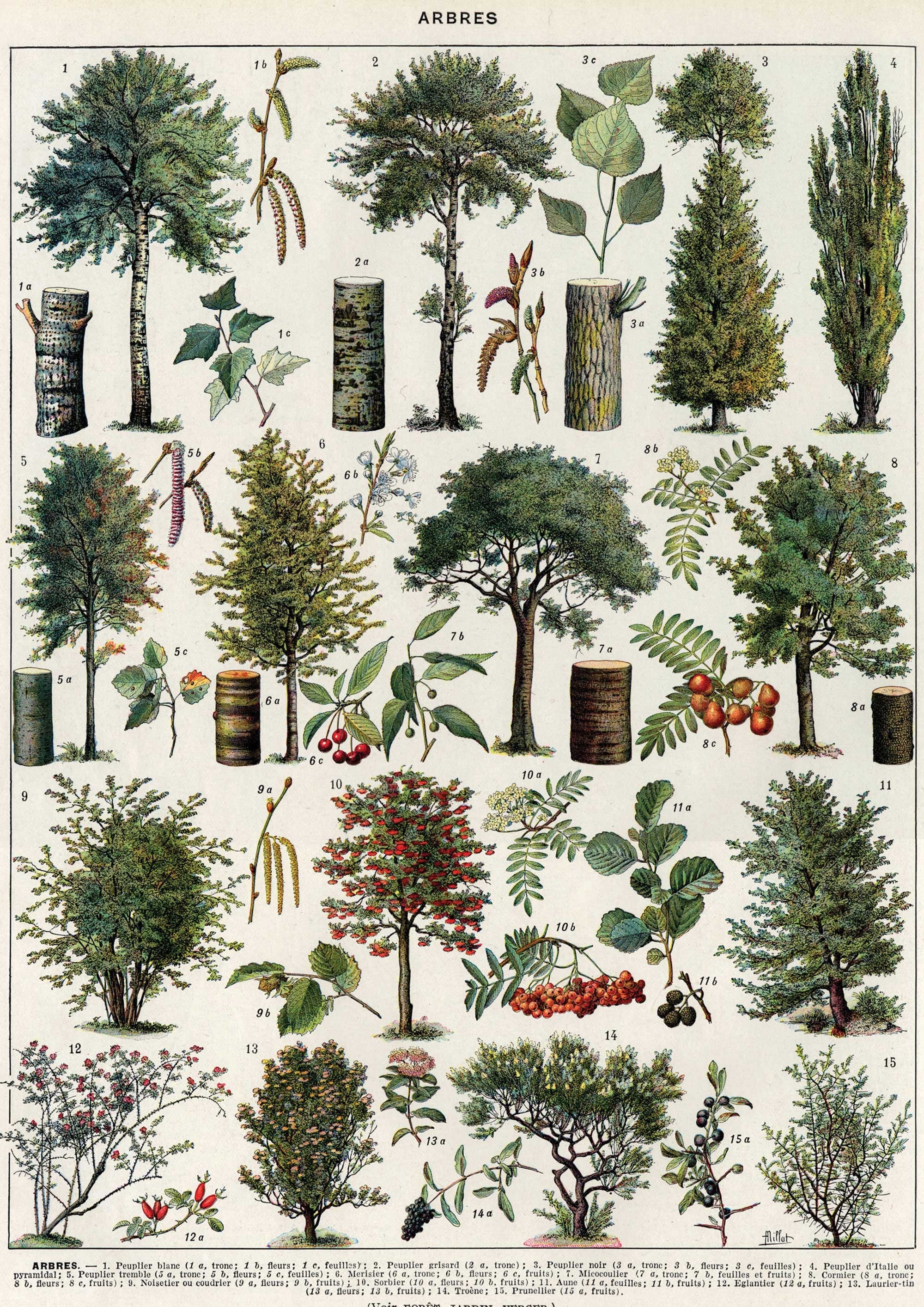 Vintage Tree Forest - Hartsholme Prints