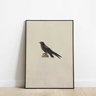 Framed artwork of a Needle-Tailed Swift Print Vintage Wall Art