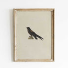 Framed Needle-Tailed Swift Print |