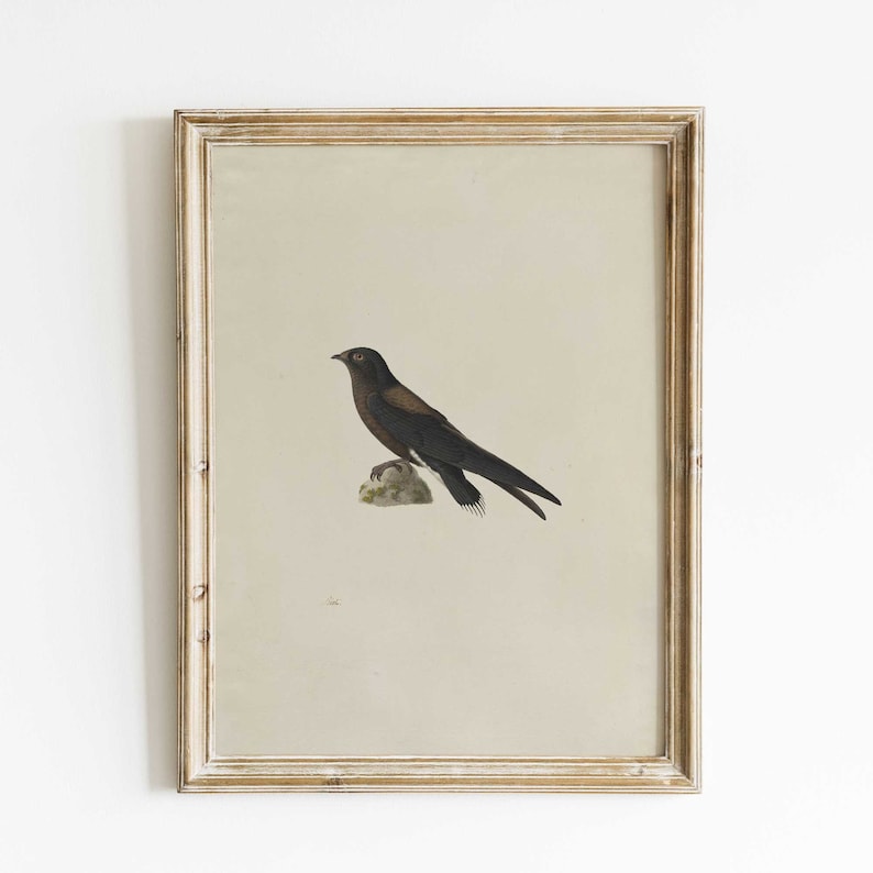 Framed Needle-Tailed Swift Print |