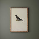 Framed Needle-Tailed Swift Print, Antique Bird Illustration