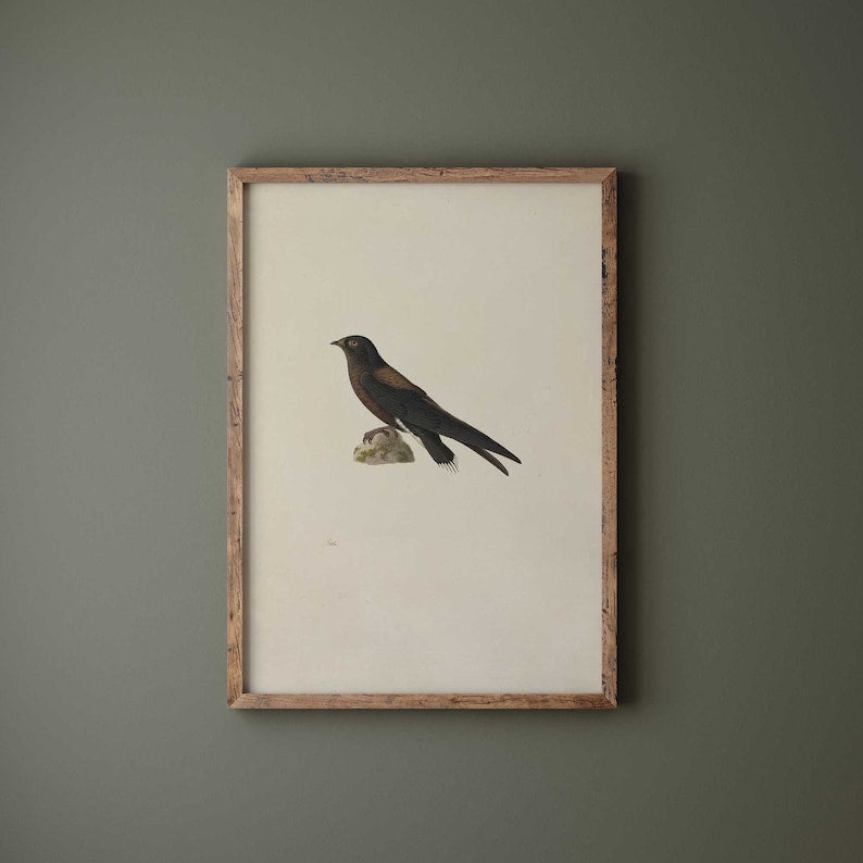 Framed Needle-Tailed Swift Print, Antique Bird Illustration