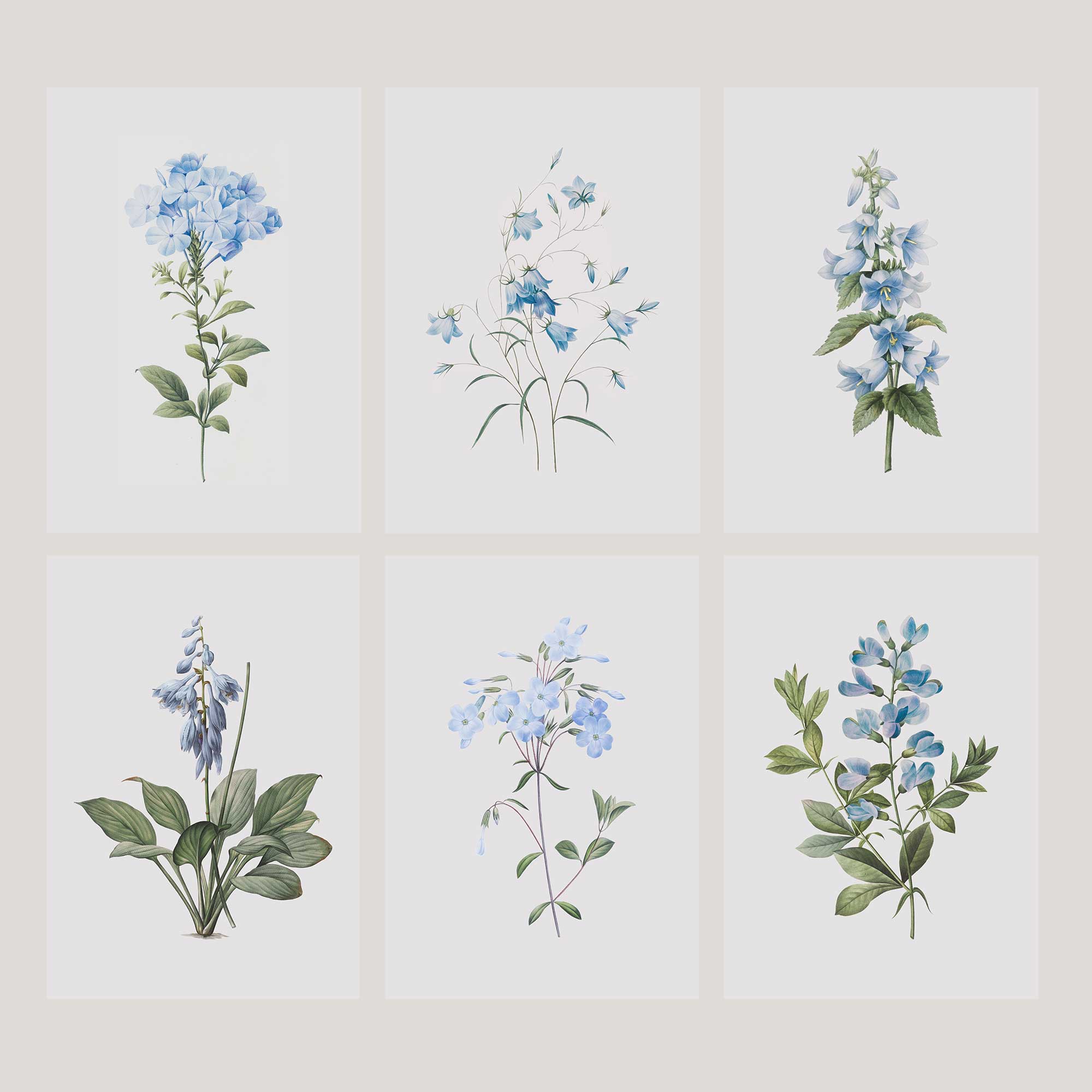Set of 6 vintage blue botanical prints unframed on a light background