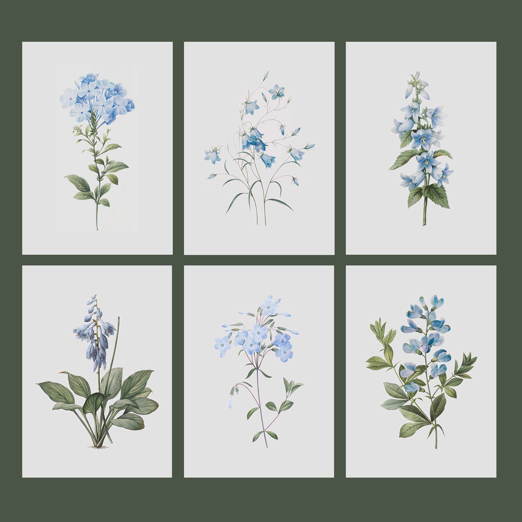 Set of 6 vintage blue botanical prints unframed on a light green background
