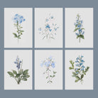 Set of 6 vintage blue botanical prints unframed on a light blue background