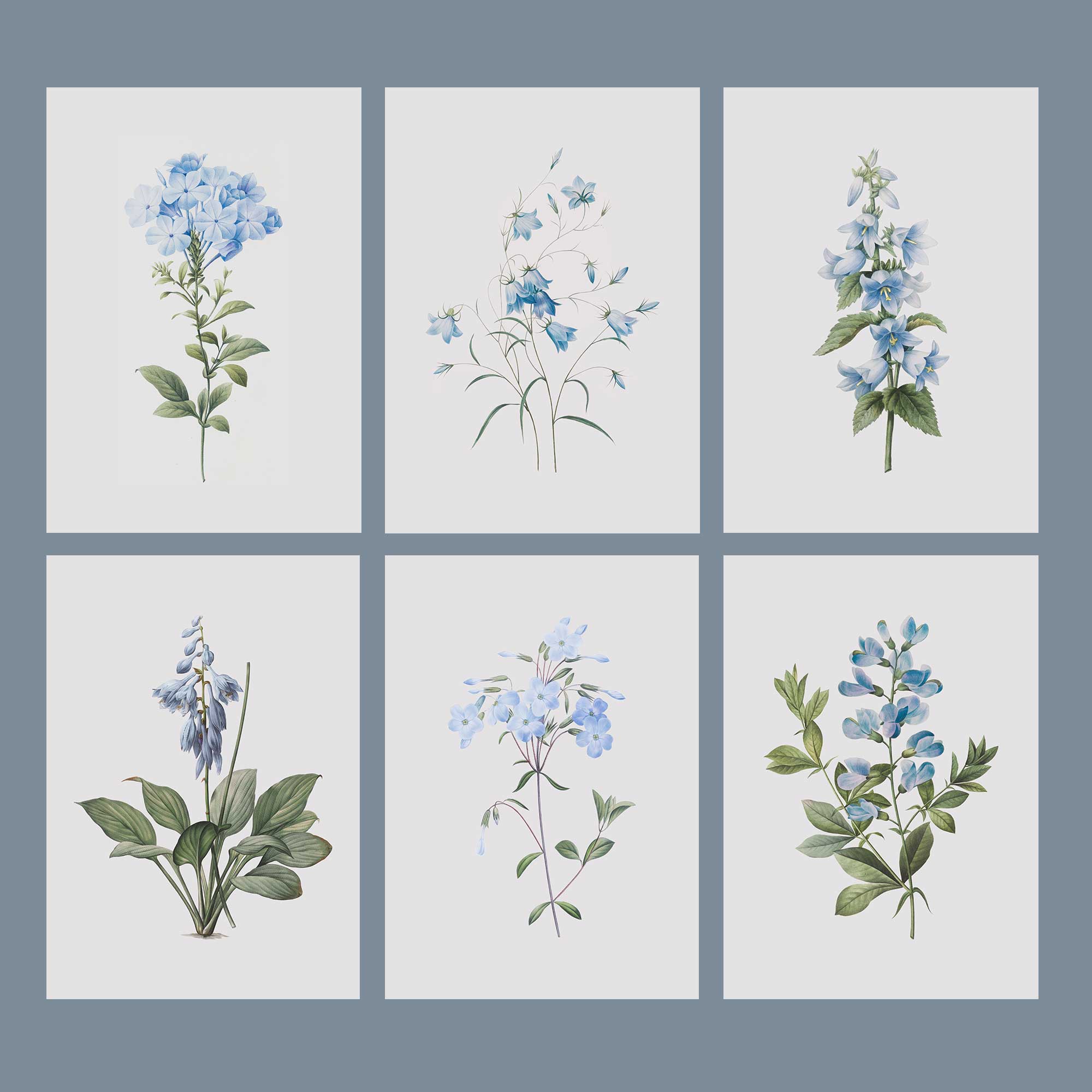 Set of 6 vintage blue botanical prints unframed on a light blue background