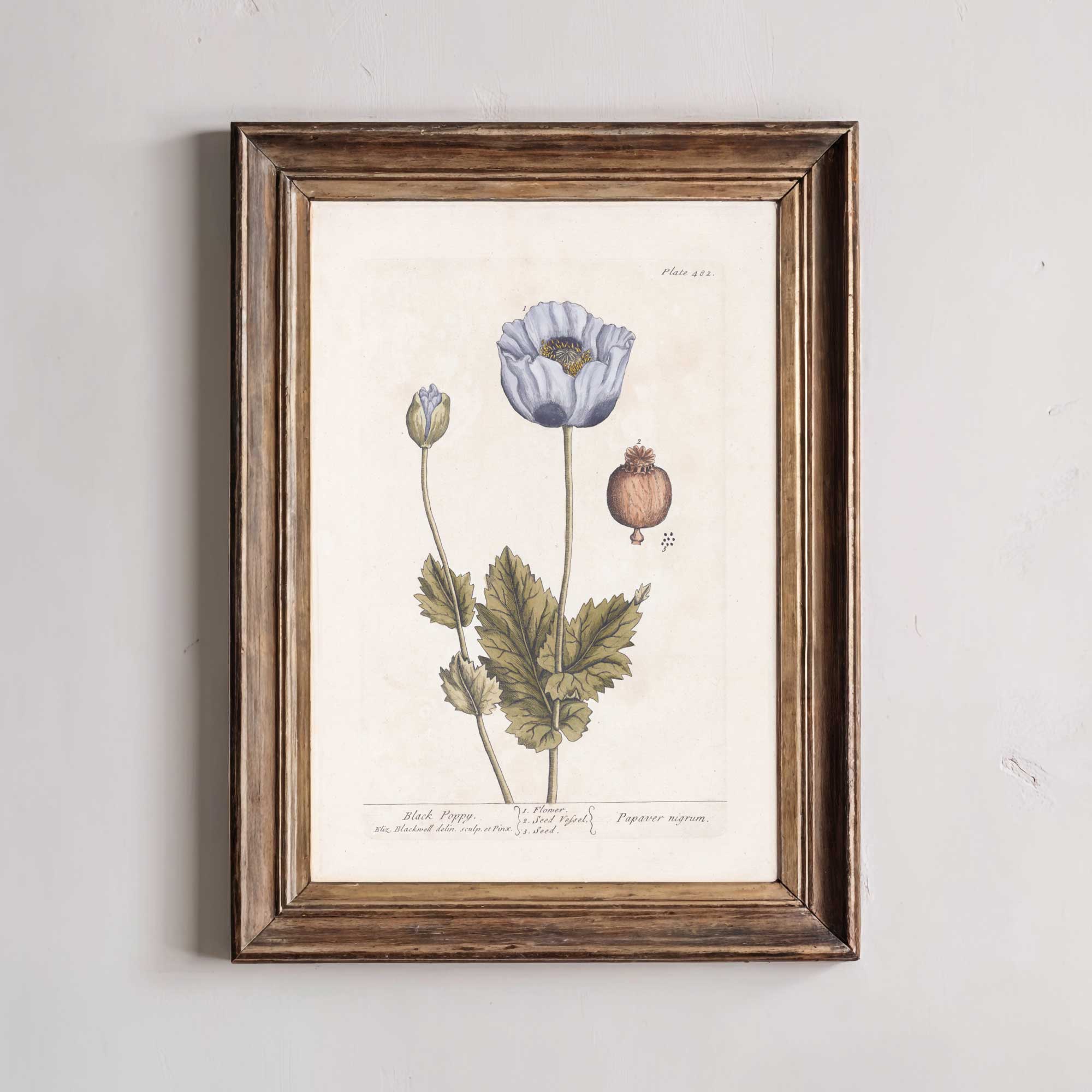 Framed botanical print of a black poppy flower on a white wall