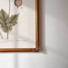 closed-up botanical illustration of vintage black poppy