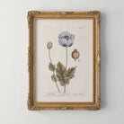 Framed botanical illustration of a poppy flower on a white wall