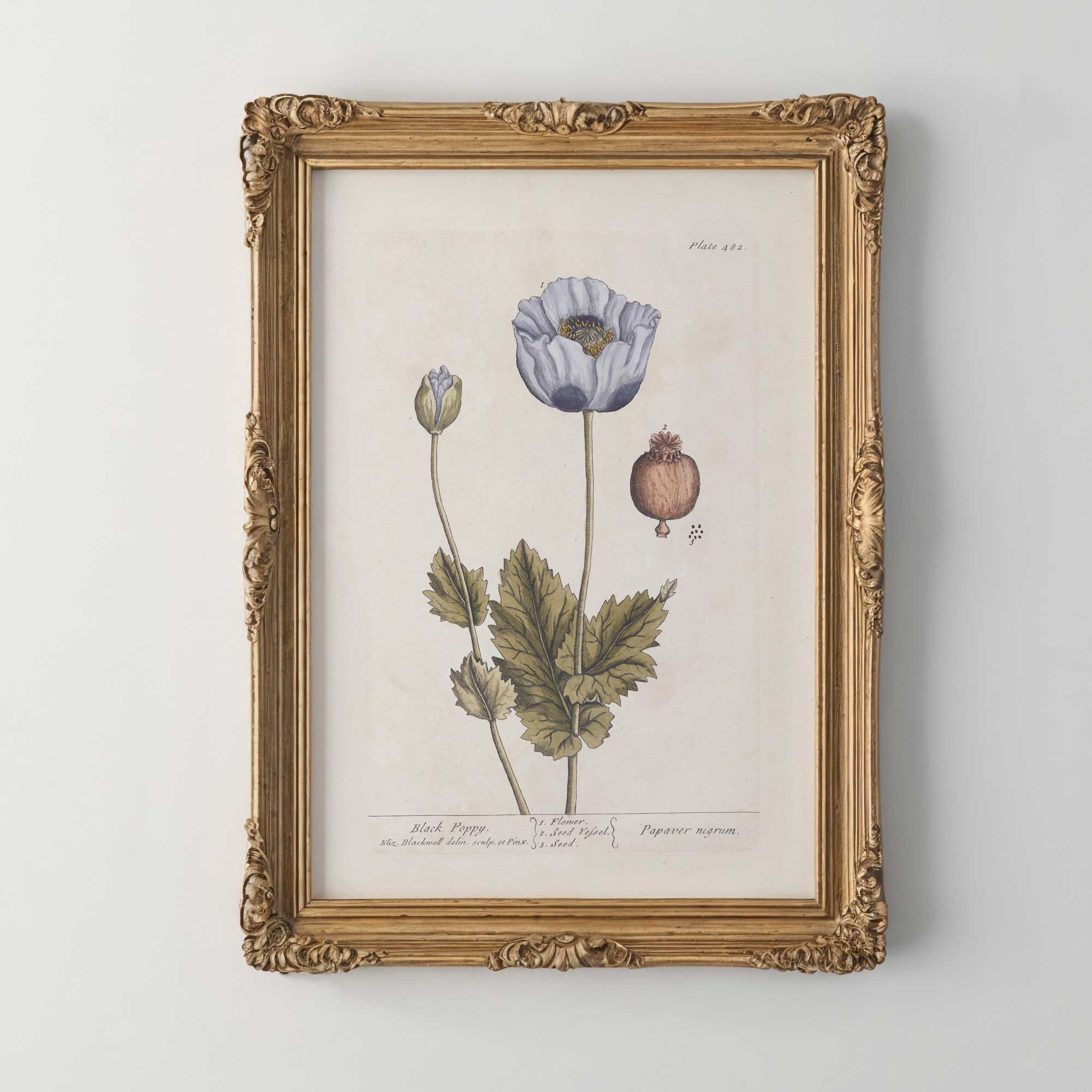 Framed botanical illustration of a poppy flower on a white wall