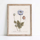 Framed botanical illustration of a black poppy flower on a white wall.