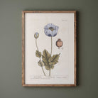 Framed botanical print of a black poppy flower on a green wall