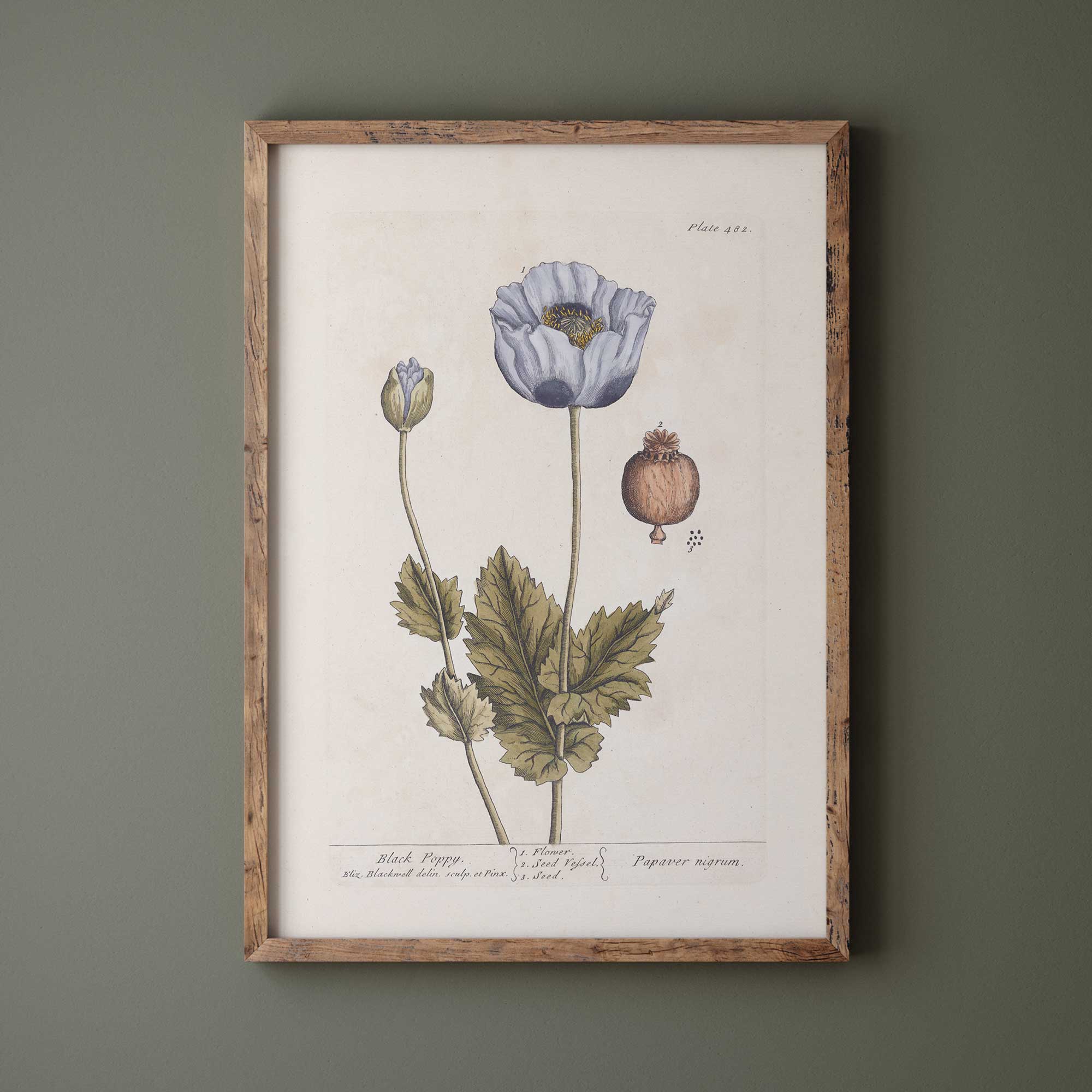 Framed botanical print of a black poppy flower on a green wall