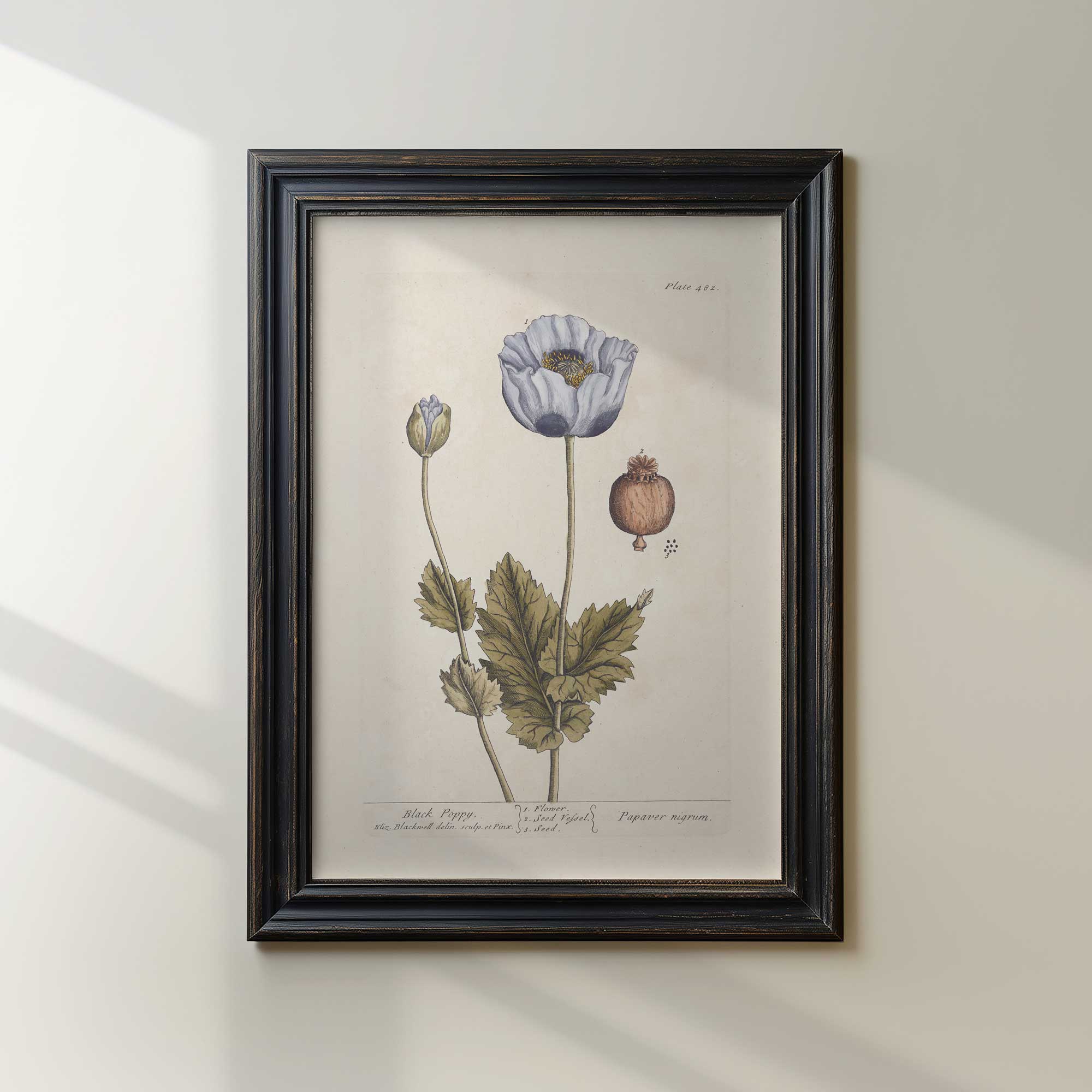 Framed botanical print of black poppy flower vintage botanical print on a beige wall.