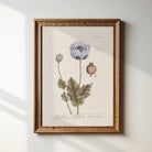 Framed botanical print of a black poppy flower on a white wall.