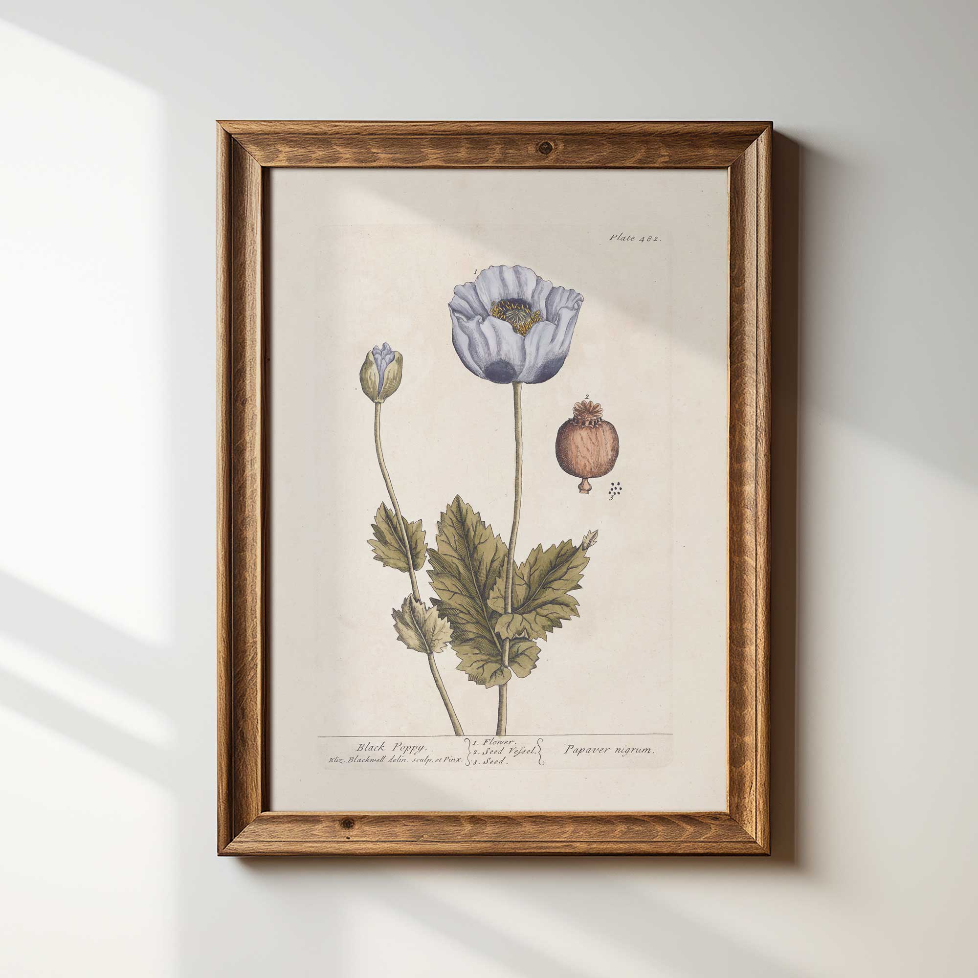 Framed botanical print of a black poppy flower on a white wall.