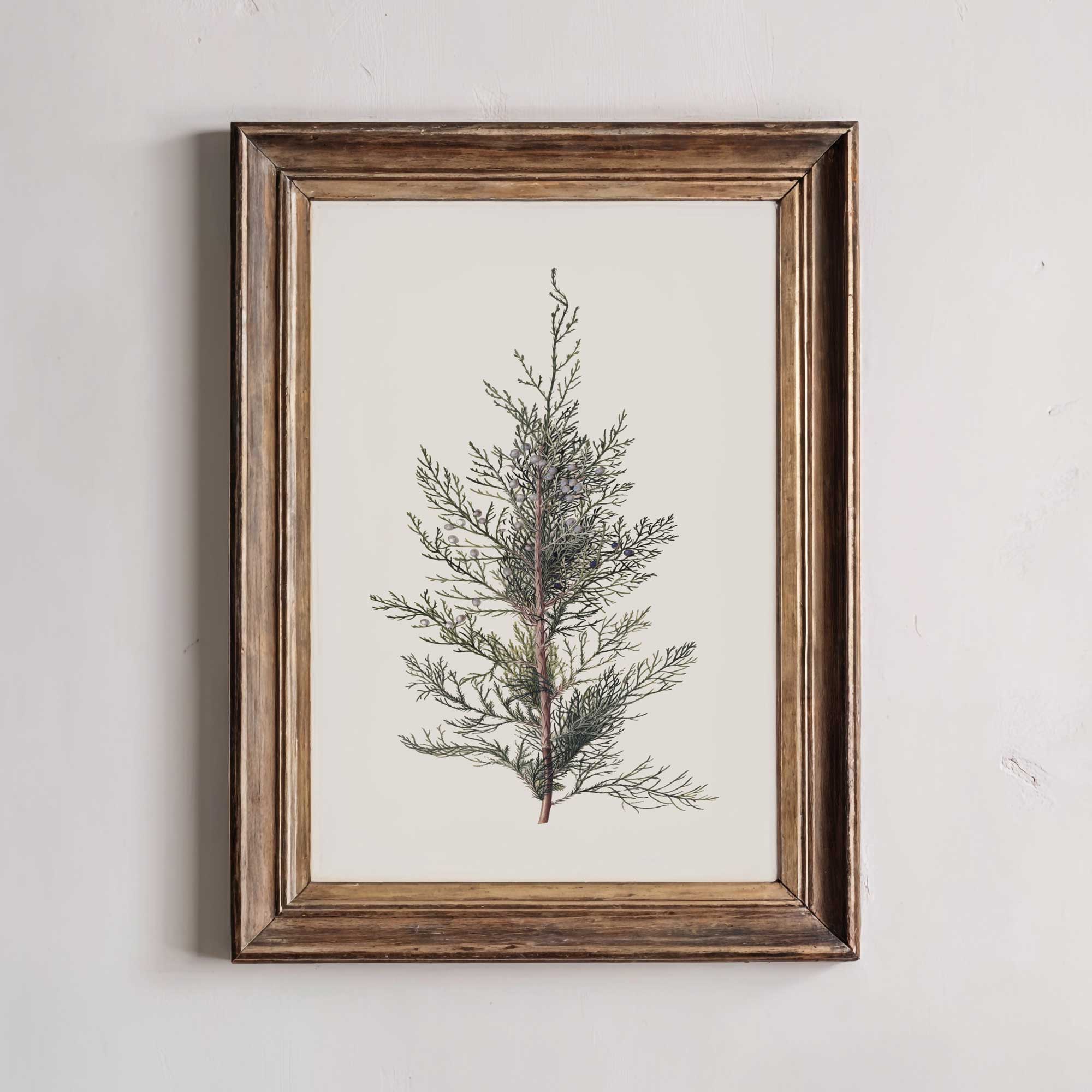 Framed vintage botanical print of a Juniper Branch on a white wall