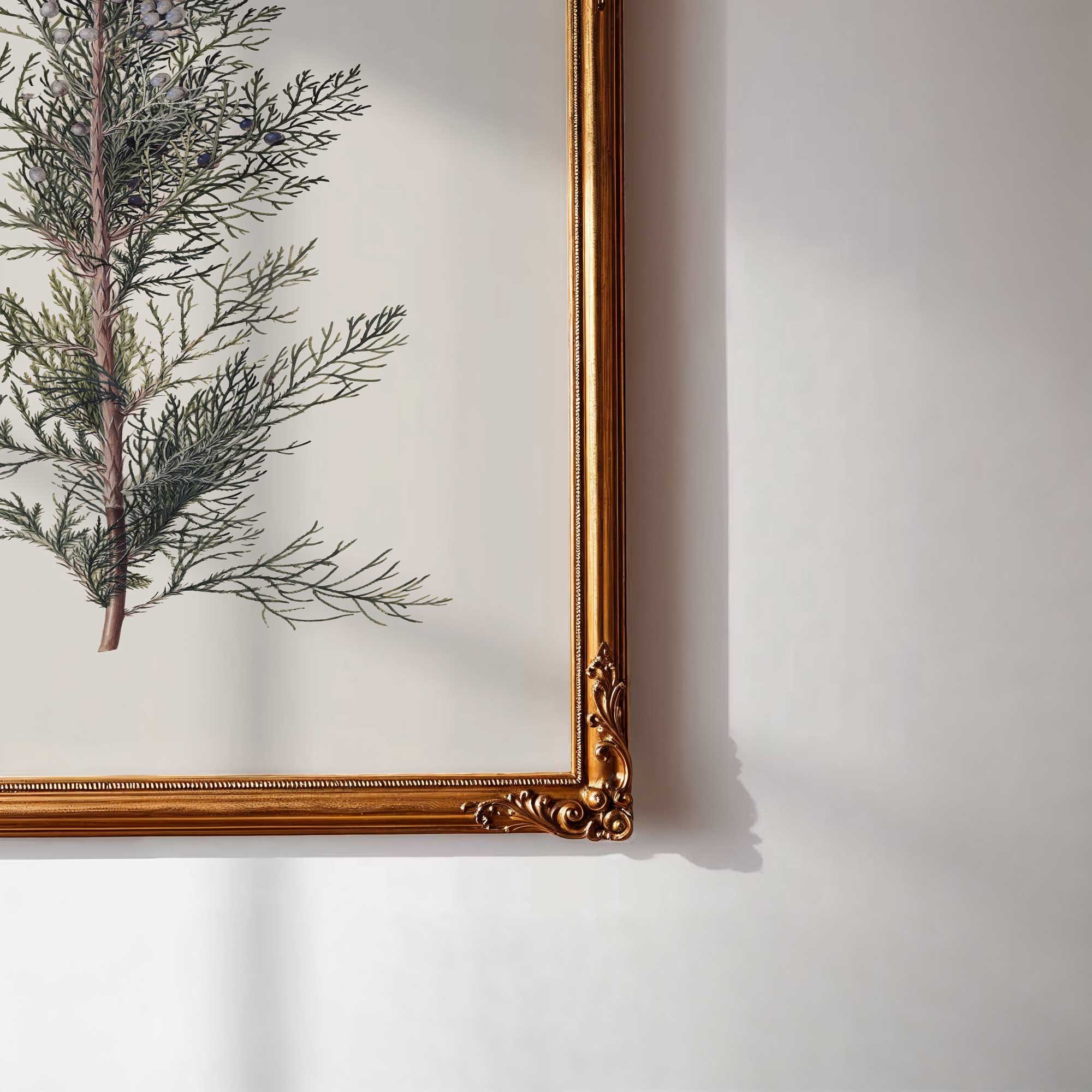 Close-up view of winter juniper branch botanical print with gold frame on a white wall