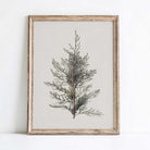 Framed  juniper branch vintage botanical print on a white wall