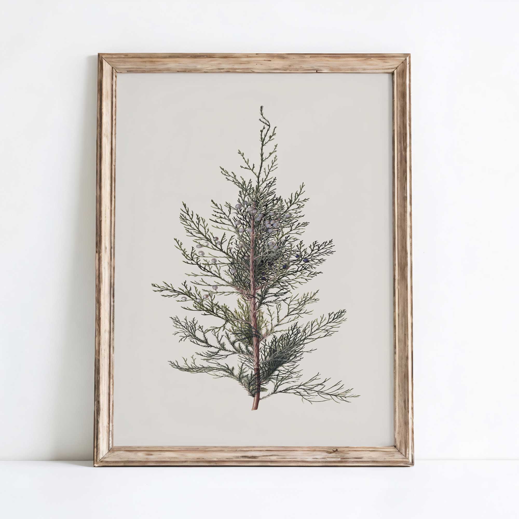 Framed  juniper branch vintage botanical print on a white wall