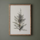 Framed juniper branch vintage botanical print on a green wall
