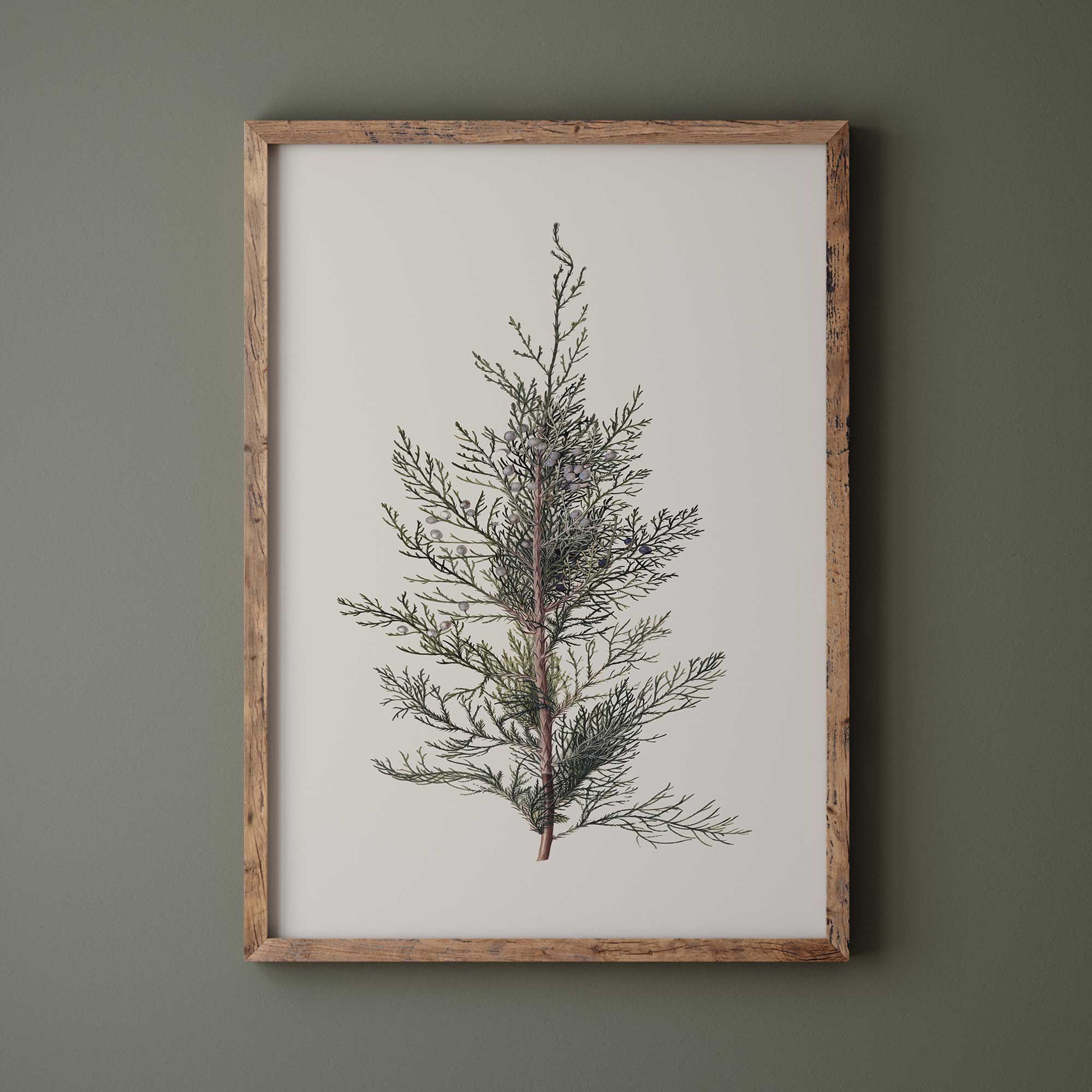 Framed juniper branch vintage botanical print on a green wall