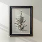 Framed juniper branch vintage botanical print on a neutral wall