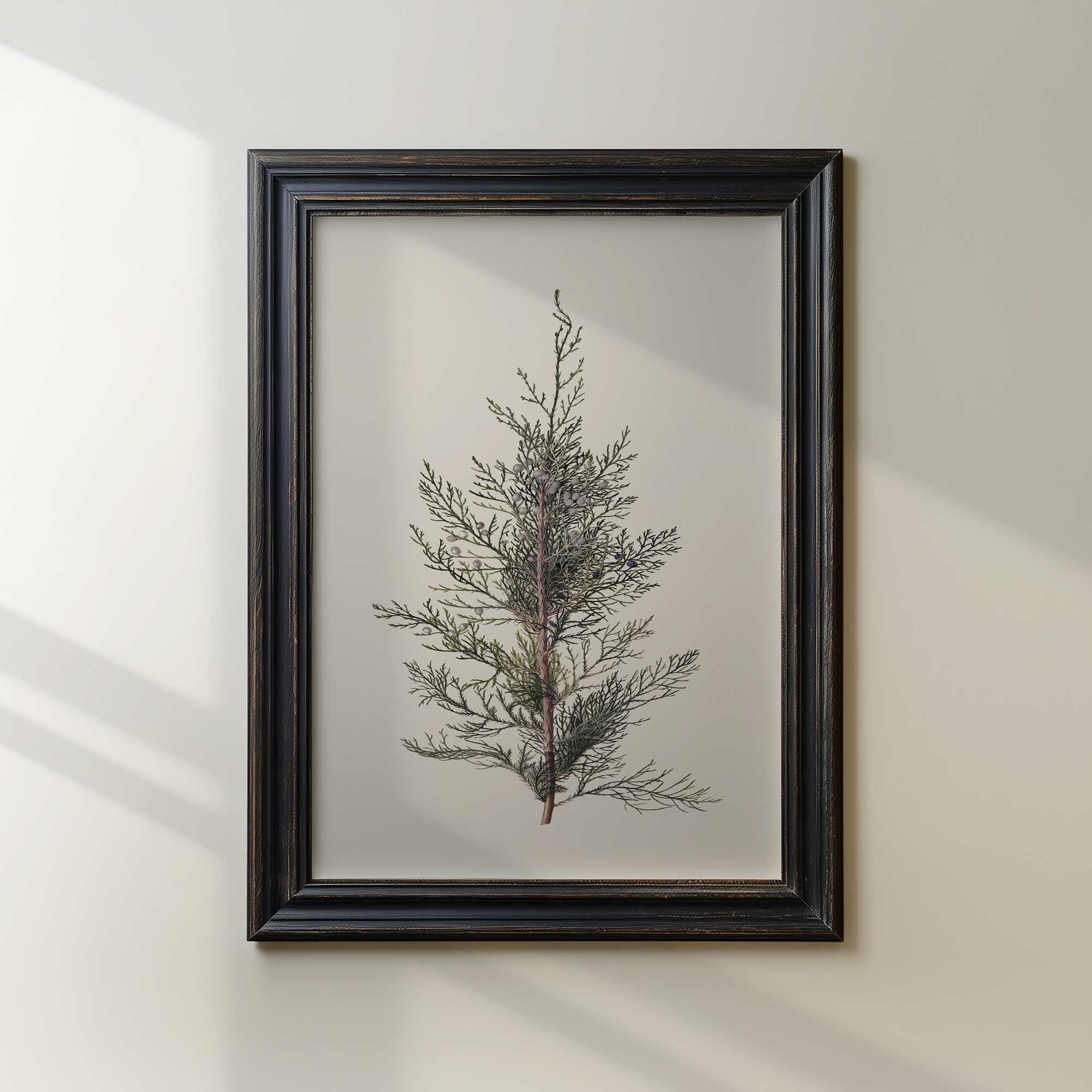 Framed juniper branch vintage botanical print on a neutral wall