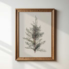 Framed  juniper branch vintage botanical print on a light wall