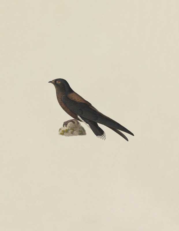 Illustration of a bird perched on a rock, representing animal and bird prints.