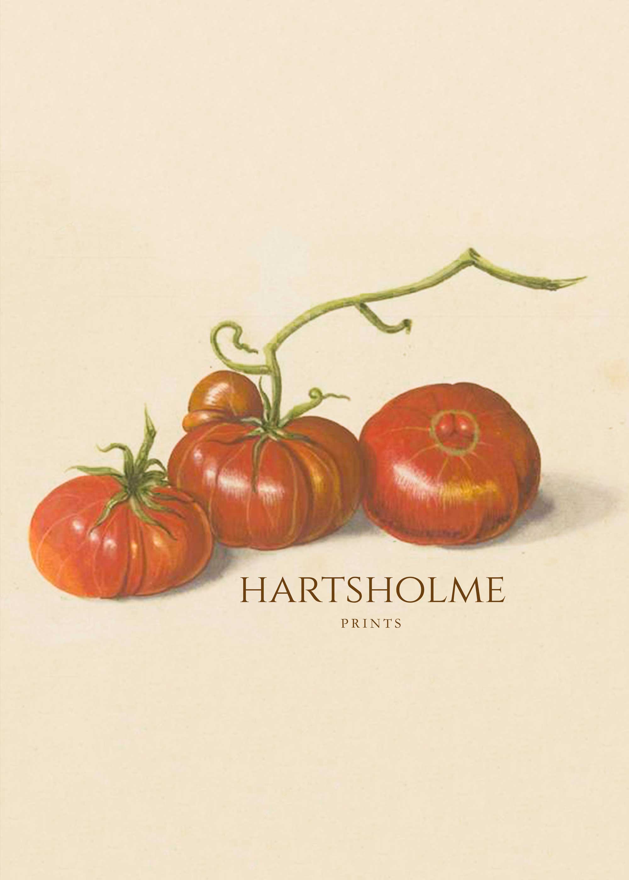 Vintage heirloom tomato botanical illustration print with three ripe tomatoes and curling vines on cream background