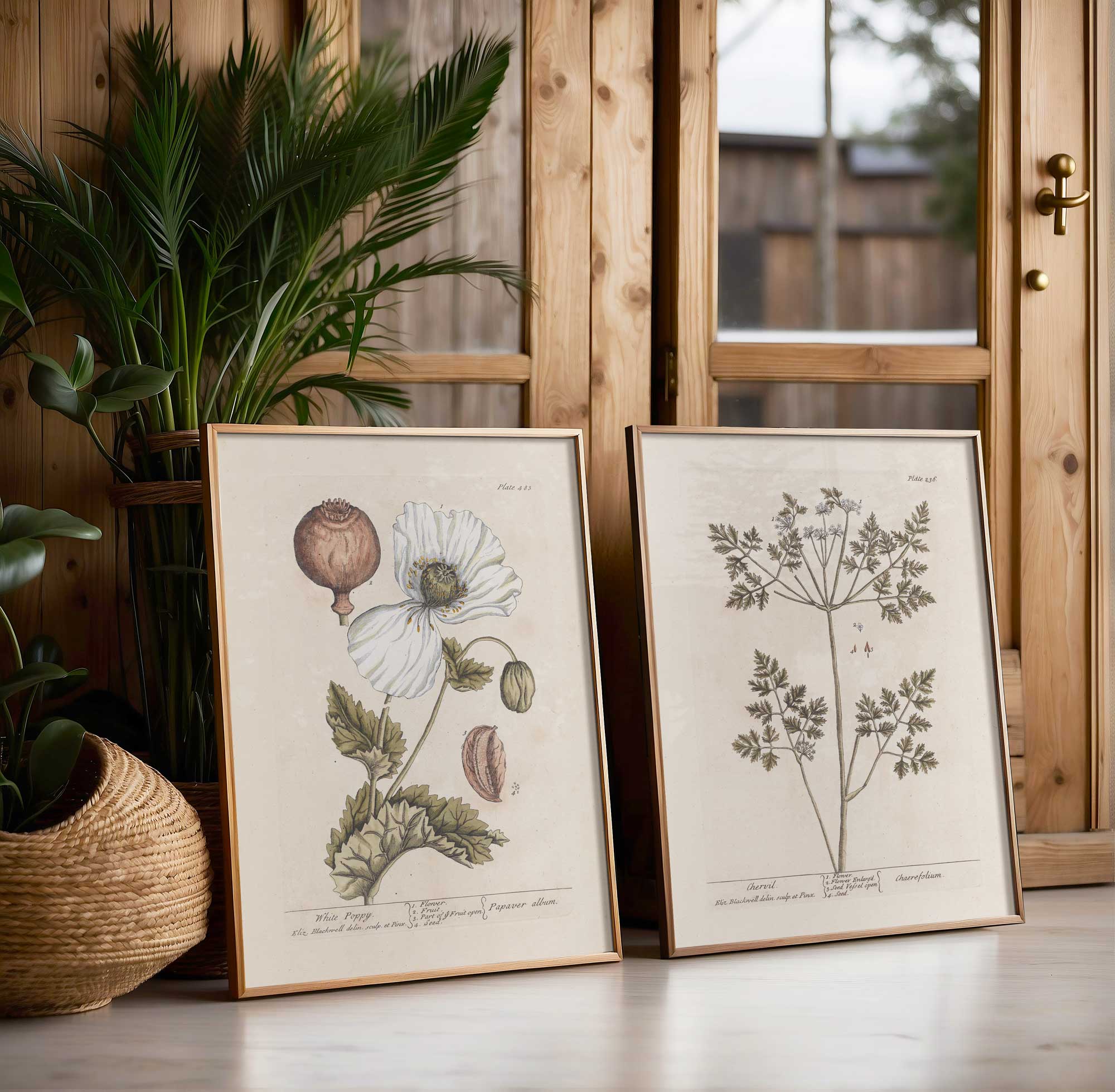 Antique white poppy botanical illustration - restored vintage floral print for kitchen or dining room wall art

