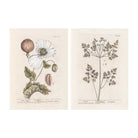 Vintage chervil herb botanical print - 19th century scientific illustration on premium cotton paper