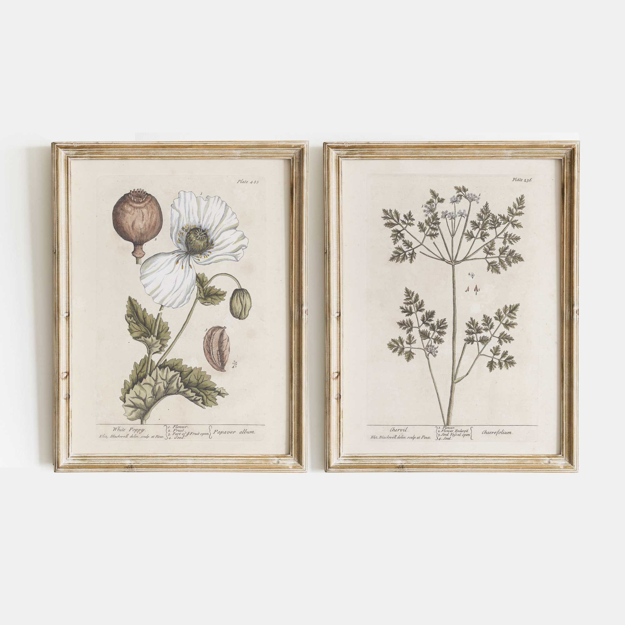 Vintage white poppy and chervil herb botanical print set - antique Victorian illustration on fine art paper

