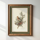 Cedar Waxwing with Juniper Botanical Print displayed in a wooden frame