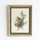 Cedar Waxwing with Juniper Botanical Print in rustic frame
