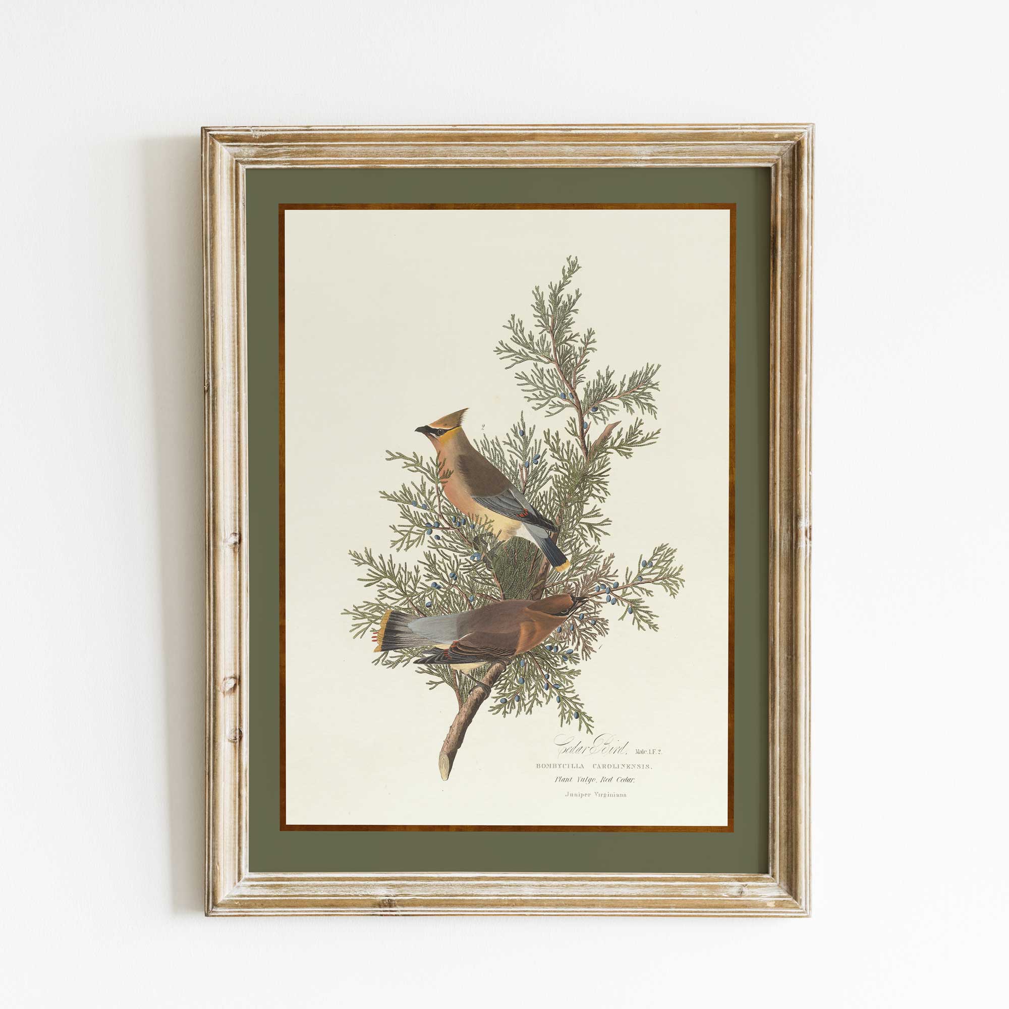Cedar Waxwing with Juniper Botanical Print in rustic frame