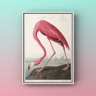 American Flamingo Print from Birds of America by John James Audubon - Hartsholme Prints