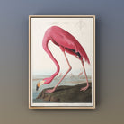 American Flamingo Print from Birds of America by John James Audubon - Hartsholme Prints