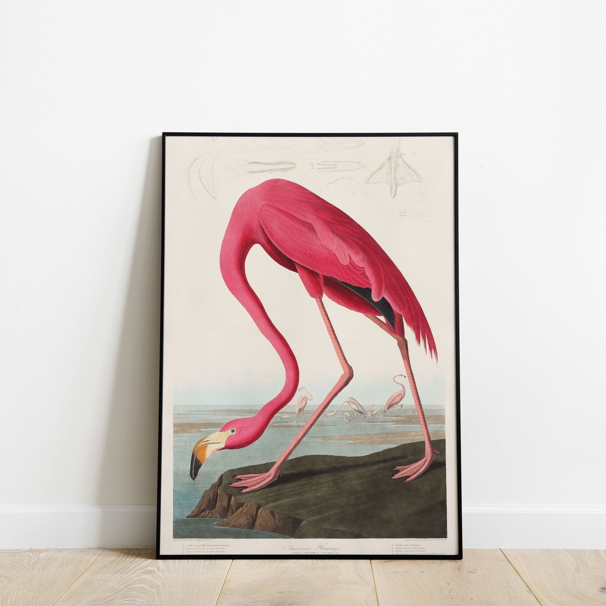 American Flamingo Print from Birds of America by John James Audubon - Hartsholme Prints