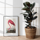 American Flamingo Print from Birds of America by John James Audubon - Hartsholme Prints