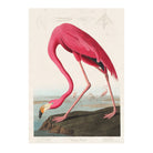 American Flamingo Print from Birds of America by John James Audubon - Hartsholme Prints