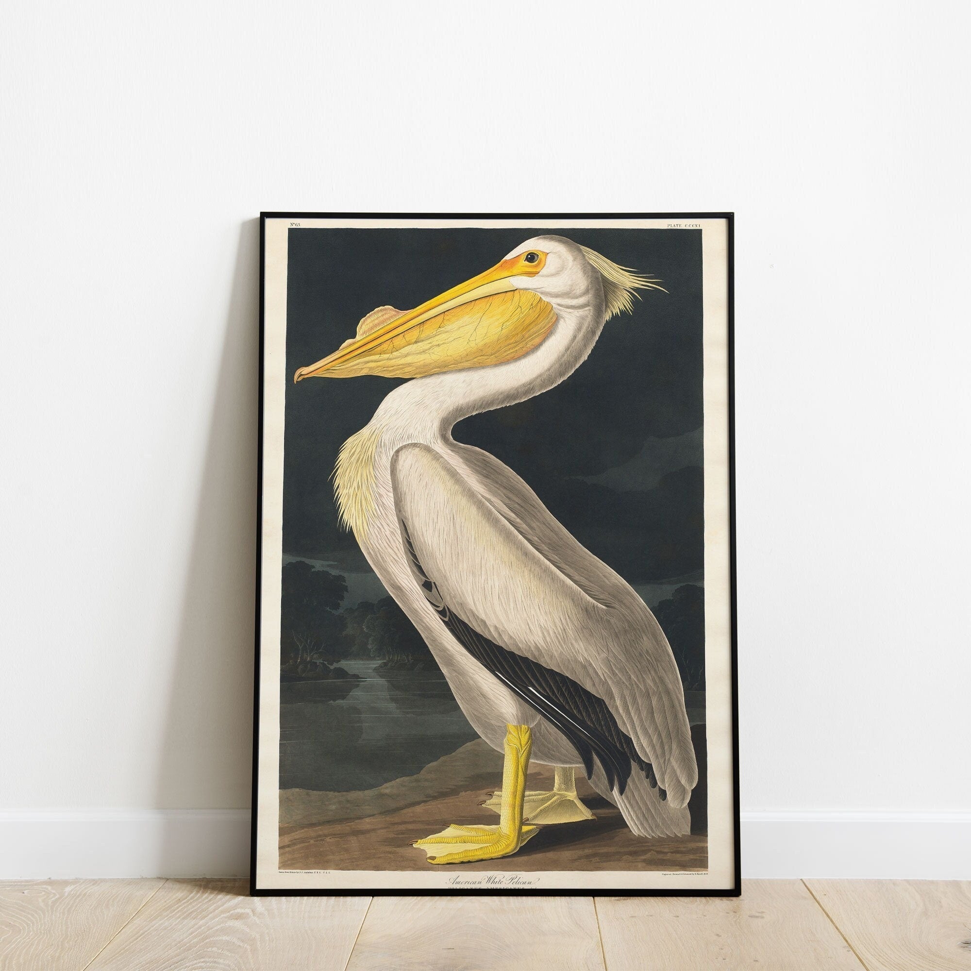 American White Pelican Wall Art from Birds of America by John