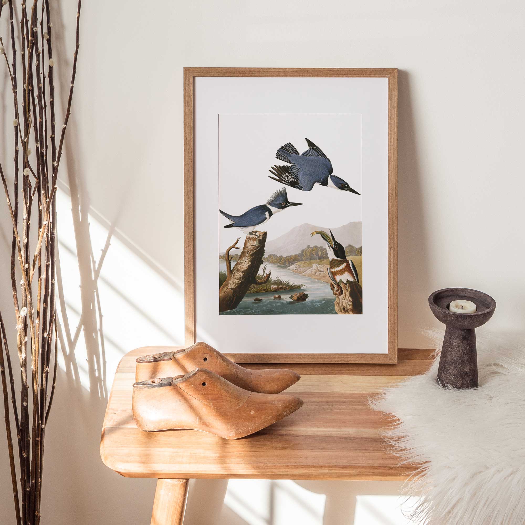 Belted Kingfisher - Hartsholme Prints